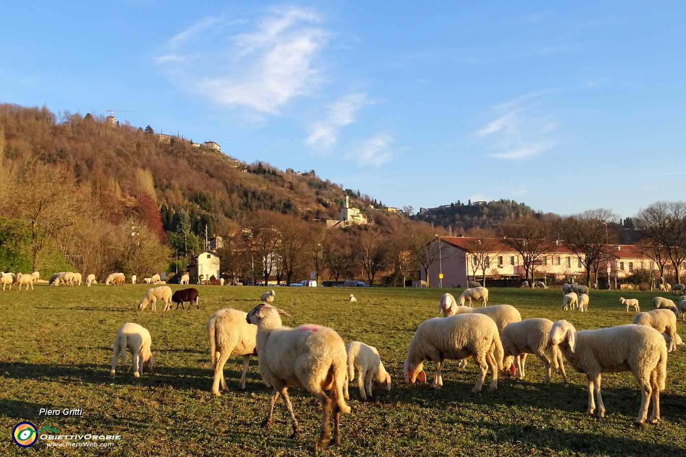 74 Pecore al pascolo.JPG